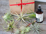 10 Tillandsia Air Plant Grab Bag with Fertilizer Plant-O-Gram Gift
