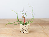 Tillandsia Bulbosa Guatemala Combo Pack