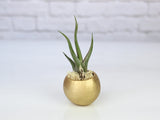 Metallic Gold Pod with Custom Tillandsia Air Plant and Reindee Moss