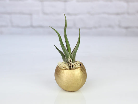 Metallic Gold Pod with Assorted Tillandsia Air Plant