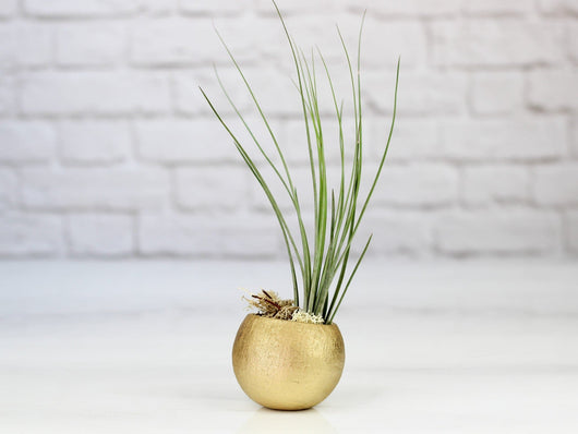 Metallic Gold Pod with Custom Tillandsia Air Plant and Reindee Moss