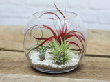 Table Top Terrarium with Assorted Tillandsia Air Plants