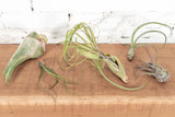 Bulbous Tillandsia Air Plants - Combo Pack