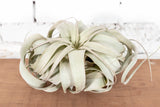 Tillandsia Xerographica Air Plant