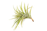 Tillandsia Latifolia Air Plant