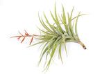 Tillandsia Latifolia Air Plant
