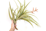 Tillandsia Latifolia Air Plant