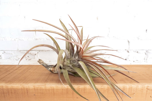 Tillandsia Novakii Air Plant