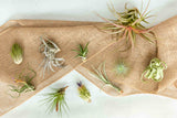 Tillandsia Air Plant Grab Bag - 20 Plants