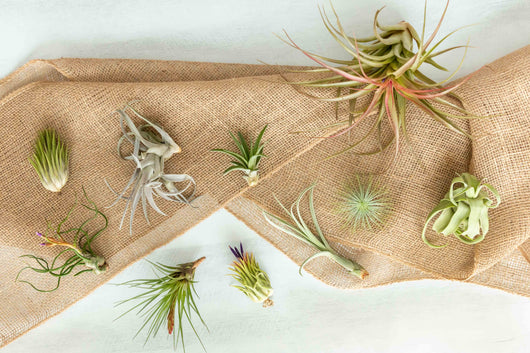 Tillandsia Air Plant Grab Bag - 20 Plants