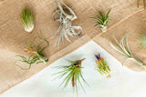 Tillandsia Air Plant Grab Bag - 15 Plants
