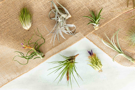 Tillandsia Air Plant Grab Bag - 20 Plants