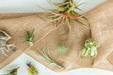 Tillandsia Air Plant Grab Bag - 15 Plants