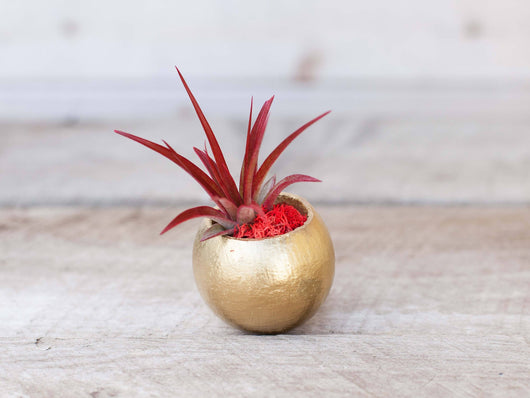 Metallic Gold Pod with Assorted Tillandsia Air Plant