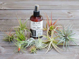 Tillandsia Air Plant Starter Kit - 10 or 20 Air Plants & Fertilizer