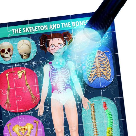 An Xray of the Human Body