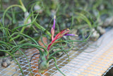 Tillandsia Bulbosa Guatemala Combo Pack