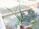 Bulbous Tillandsia Air Plants - Combo Pack