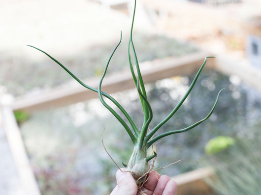 Bulbous Tillandsia Air Plants - Combo Pack