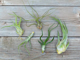 Bulbous Tillandsia Air Plants - Combo Pack