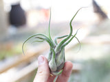 Tillandsia Air Plant Starter Kit - 10 or 20 Air Plants & Fertilizer
