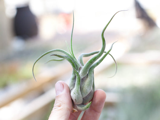Tillandsia Air Plant Starter Kit - 10 or 20 Air Plants & Fertilizer