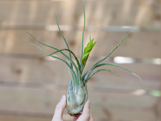 Bulbous Tillandsia Air Plants - Combo Pack