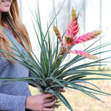 Tillandsia Fasciculata 'Tropiflora' Air Plant [Blooming Available]