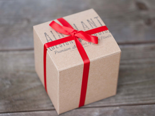 Holiday Gift Boxed: Vibrant Terrarium with Tillandsia Ionantha Air Plants