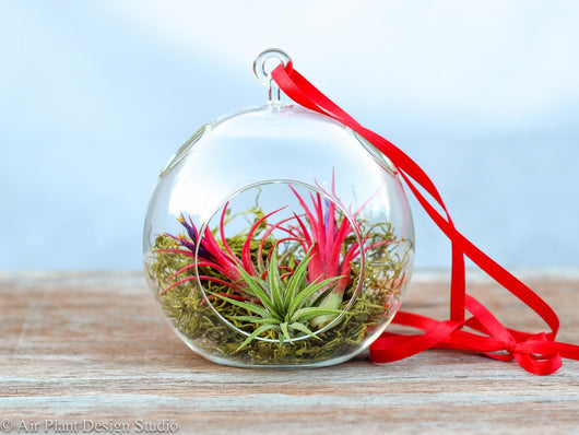 Holiday Gift Boxed: Vibrant Terrarium with Tillandsia Ionantha Air Plants