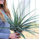 Tillandsia Fasciculata 'Tropiflora' Air Plant [Blooming Available]