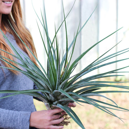 Tillandsia Fasciculata 'Tropiflora' Air Plant [Blooming Available]